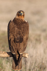 One year old female of Bonelli´s Eagle with the first lights of dawn, Aquila fasciata