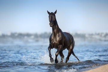 Black horse run in blue river