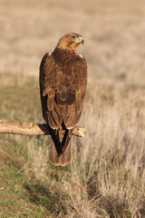 Young female of Bonelli´s Eagle early morning, eagles, birds, raptors, falcons, hawk, Aquila fasciata