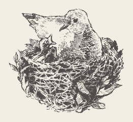 Bird in nest with chicks. Hand drawn vector sketch