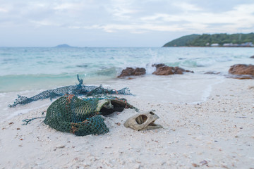 Dead endangered sea turtle on beach with fishing net wrapped around it