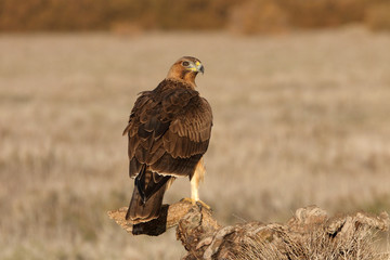 One year old female of Bonelli´s Eagle with the first lights of the morning, Aquila fasciata