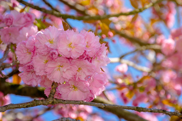 pink cherry blossom close up. spring has sprung. beautiful nature background