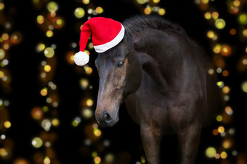Horse portrait in santa red hat against christmas lights