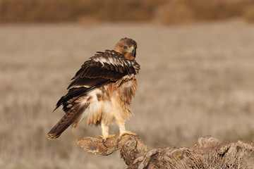 One year old female of Bonelli´s Eagle with the first lights of dawn, Aquila fasciata