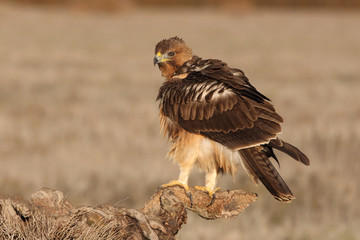 One year old female of Bonelli´s Eagle with the first lights of the morning, Aquila fasciata