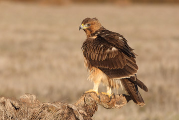Young female of Bonelli´s Eagle with the first lights of the day, eagle, birds, raptors, Aquila fasciata