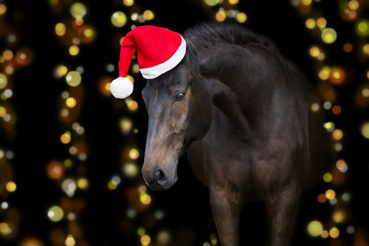 Horse Christmas Hat Images – Browse 2 