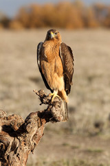 Young female of Bonelli´s Eagle, raptor, eagles, birds,  Aquila fasciata