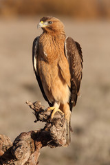 Young female of Bonelli´s Eagle, raptor, eagles, birds,  Aquila fasciata