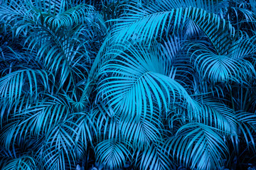 tropical  backgound - blue palm tree leaf pattern