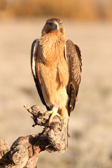 Young female of Bonelli´s Eagle with the first lights of the day, eagle, birds, raptors, Aquila fasciata