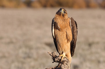 Young female of Bonelli´s Eagle early morning, eagles, birds, raptors, falcons, hawk, Aquila fasciata