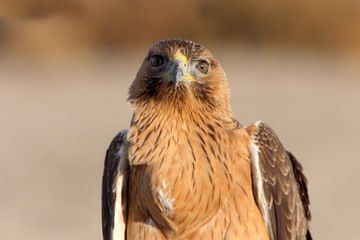 Young female of Bonelli´s Eagle with the first lights of the day, eagle, birds, raptors, Aquila fasciata