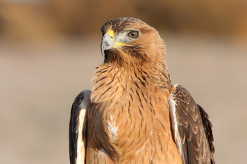 Young female of Bonelli´s Eagle with the first lights of the day, eagle, birds, raptors, Aquila...