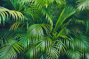 Poster tropische plant achtergrondkleur - palmbladeren © hanohiki