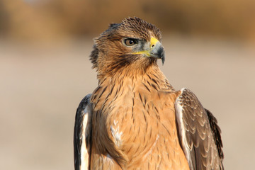 Young female of Bonelli´s Eagle with the first lights of the day, eagle, birds, raptors, Aquila fasciata