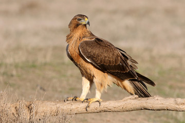 Fototapeta premium Young female of Bonelli´s Eagle early morning, eagles, birds, raptors, falcons, hawk, Aquila fasciata