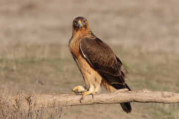 Young female of Bonelli´s Eagle with the first lights of the day, eagle, birds, raptors, Aquila...