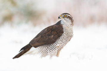 Wild northern goshawk, accipiter gentilis sitting on snow in winter looking behind. Fierce bird of prey with an orange eye observing in frozen wilderness