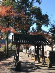 Temple in Japan with Autumn Leaves