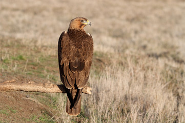 One year old female of Bonelli´s Eagle photographed with the first lights of the morning, eagles, birds, Aquila fasciata