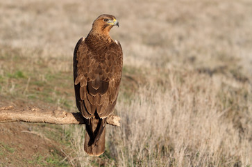 Young female of Bonelli´s Eagle with the first lights of the day, eagle, birds, raptors, Aquila fasciata