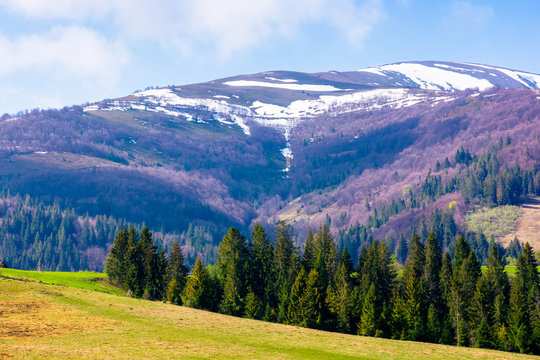 carpathian countryside in springtime. green grass on the meadow. coniferous forest on the hills. snow on the mountain top. sunny weather with clouds on the blue sky. podobovec, ukraine