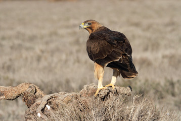 One year old female of Bonelli´s Eagle with the first lights of morning, eagles, raptors, birds, Aquila fasciata
