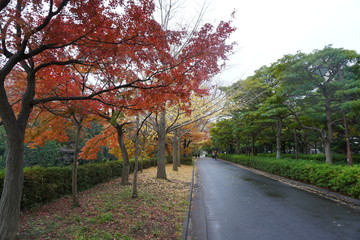 Obraz premium road in autumn