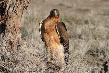 Bonelli´s Eagle photographed with the first lights of the morning, eagles, birds, falcons, Aquila fasciata