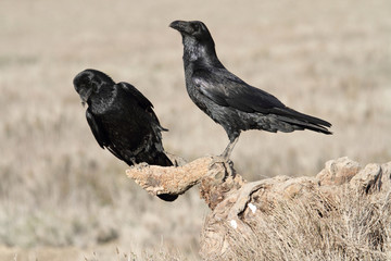  Common raven in mating season with the first lights of the morning, Corvus corax