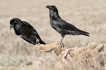  Common raven in mating season with the first lights of the morning, Corvus corax