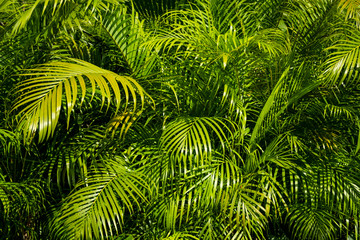 palm tree leaves - tropical garden background -