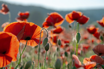 Obraz premium blooming field of red poppy flowers at sunset