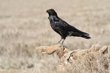  Common raven in mating season with the first lights of the morning, Corvus corax