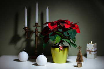 Christmas poinsettia and candles and tree