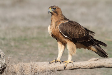 Bonelli´s Eagle photographed with the first lights of the morning, eagles, birds, falcons, Aquila fasciata
