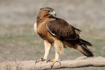 Young female of Bonelli´s Eagle with the first lights of the day, eagle, birds, raptors, Aquila fasciata