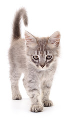 Fototapeta premium Kitten on white background.