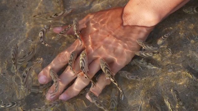 Fish spa foot massage in the sea