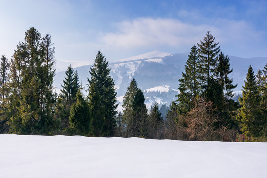 spruce trees on the snow covered mountain meadow. beautiful winter scenery with the distant ridge. sunny weather with fluffy clouds on the blue sky. borzhava - scenic destination of transcarpathia
