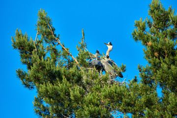 Great bird gray European heron with chicks in the nest