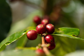 Red cherry coffee beans Arabica In nature 