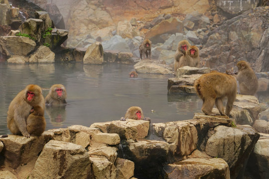 Snow Monkey in Jigokudani Monkey Park, Yamanouchi town, Nagano Pref., Japan