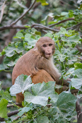 Naklejka na ściany i meble A monkey sits on a tree among the leaves