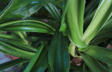 Beautiful green leaf pattern and nature background