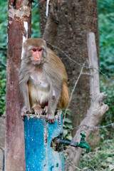 Monkey got drunk water from the tap