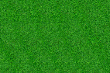 Green grass pattern and texture for background. Close-up image.