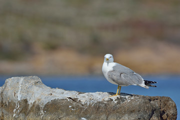 Yellow-legged Gull (Larus michahellis), Crete, Greece